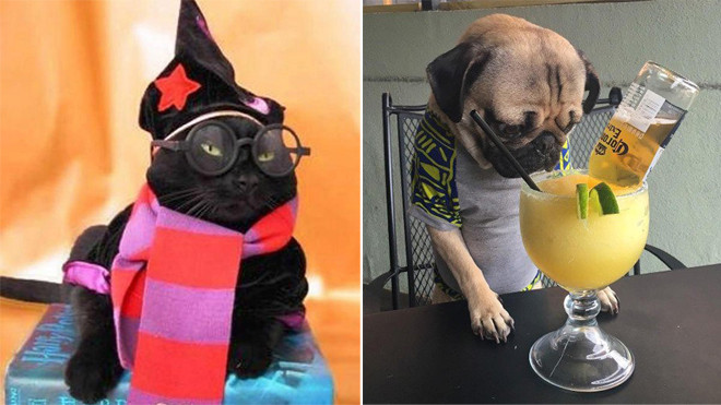 '50 sắc thái' khi chó mèo cosplay: Tao làm gì nên tội đâu sen kia? Ảnh 2