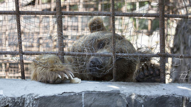 Những khuôn mặt 'thèm thuồng' của đàn gấu bị nhốt trong chuồng, khi nhìn thấy con người ăn trưa ngon lành Ảnh 2
