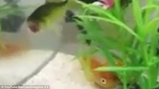 Cá vàng mất đầu vẫn bơi lội tung tăng suốt ba ngày Ảnh 2