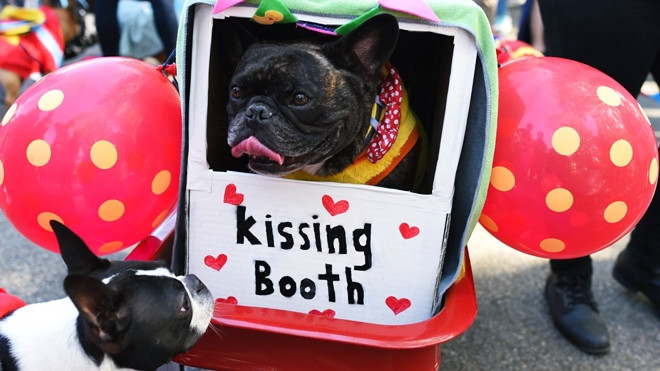 Lễ diễu hành hoành tráng cho cún cưng dịp Halloween ở thành phố New York, Mỹ Ảnh 2