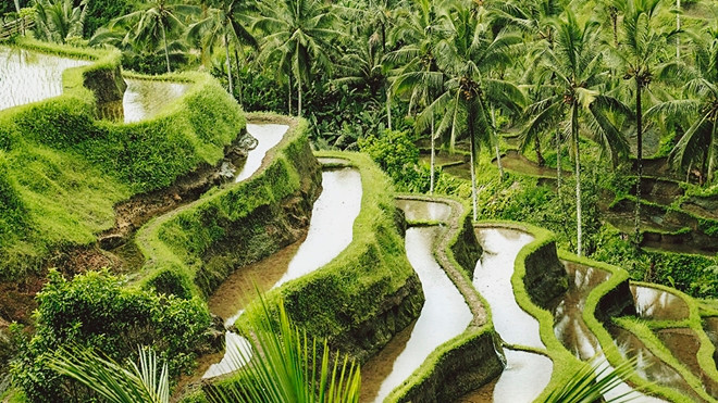 Ngỡ ngàng trước vẻ đẹp không ngờ của những cánh đồng ruộng bậc thang ở Bali Ảnh 2
