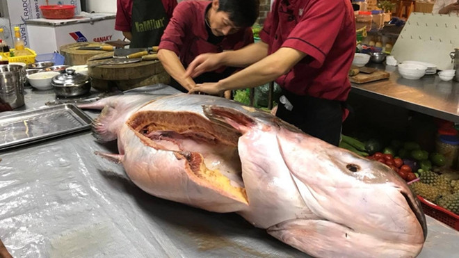 Đổ xô mua cá 'khủng' giá 1,5 triệu đồng/kg được chuyển bằng máy bay về Việt Nam Ảnh 2