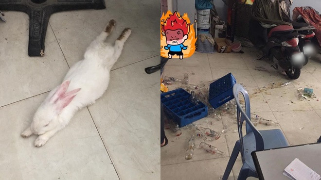 Con thỏ 'cầm tinh con chó' gây sốt MXH khi quậy phá đến mức chủ phải rao bán Ảnh 2