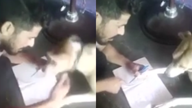 Chủ đánh chó dã man vì… không đọc được bảng chữ cái Ảnh 2