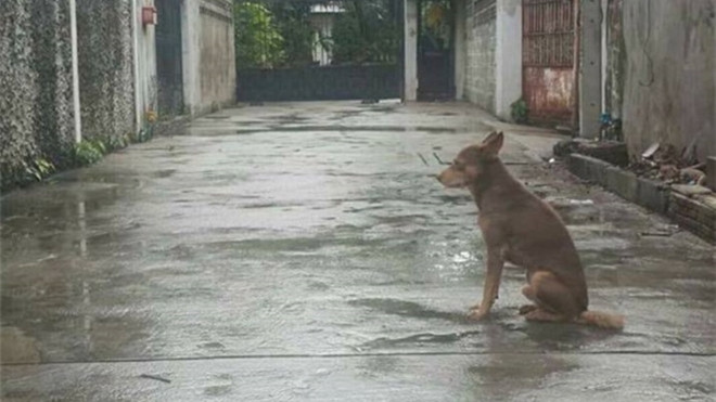 Bị bỏ rơi 1 tháng chú chó vẫn ngồi yên trước cửa đợi chủ về Ảnh 2