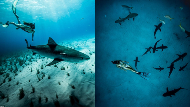 Ai cũng ghê sợ cá mập, còn 'cô gái đại dương' này đã bầu bạn với chúng từ năm 12 tuổi Ảnh 2