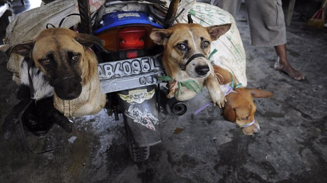 Rợn người cảnh giết chó tàn bạo trong lò mổ ở Indonesia Ảnh 2