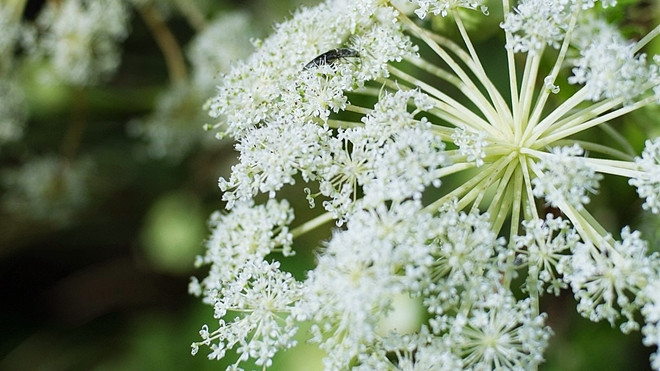 Bạn có biết 'Mạc Sầu' trong 'Lý Mạc Sầu' của nhà văn Kim Dung có ý nghĩa là gì không? Ảnh 2