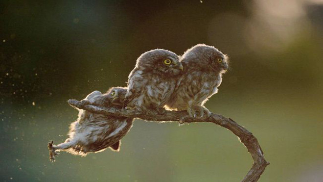 Những bức ảnh về động vật hài hước nhất năm 2017 Ảnh 2