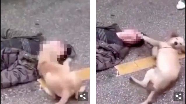 Hành động của chú chó sau khi chủ bị ngất khiến nhiều người xúc động Ảnh 2