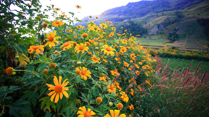 Về Gia Lai ngắm hoa dã quỳ dưới chân núi lửa Ảnh 2