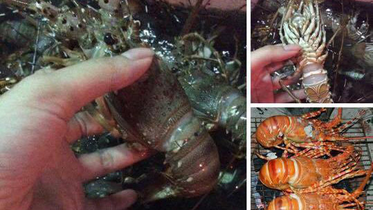 Nha Trang: Bè tôm hùm bị bão đánh tan nát tràn ra biển, người dân đánh lưới đem về bán giá chỉ 150k/kg Ảnh 2