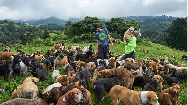 'Thiên đường' của những chú chó hoang: Hội mê chó chắc chắn thích điều này Ảnh 2