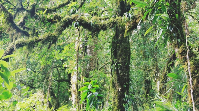 Kỳ bí rừng chè cổ thụ 1.000 năm tuổi 1.500 mét trên đỉnh Khang Su Văn Ảnh 2