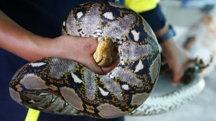 Ở Thái Lan, rắn nhiều đến mức lính cứu hỏa bắt rắn nhiều hơn cả chữa cháy Ảnh 2