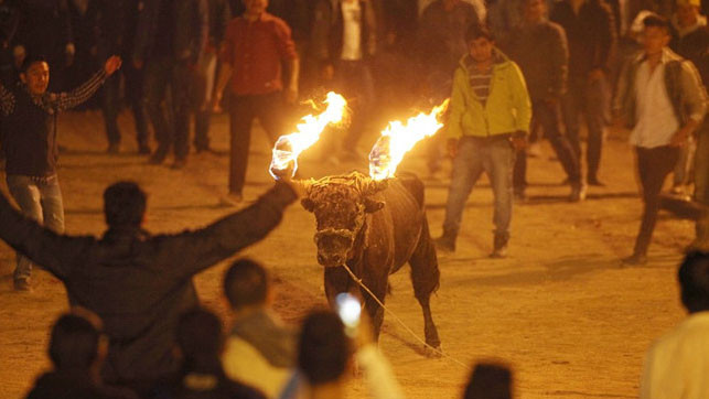Số phận đau thương của những con bò tót sau lễ hội 'mua vui' cho con người Ảnh 2