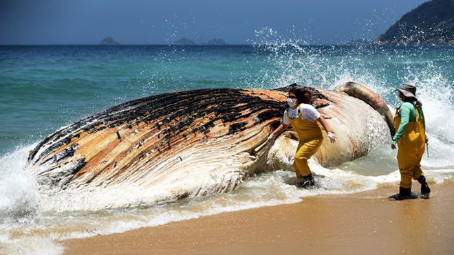 Cận cảnh con cá voi 'khủng', nặng 30 tấn trôi dạt trên bờ biển Brazil Ảnh 2