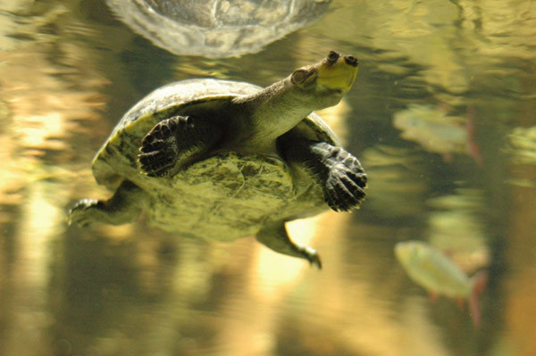 Nó sử dụng kết nối EDGE, hoặc kết nối 2G, với tốc độ chạm “đau đớn”. Ảnh: BI