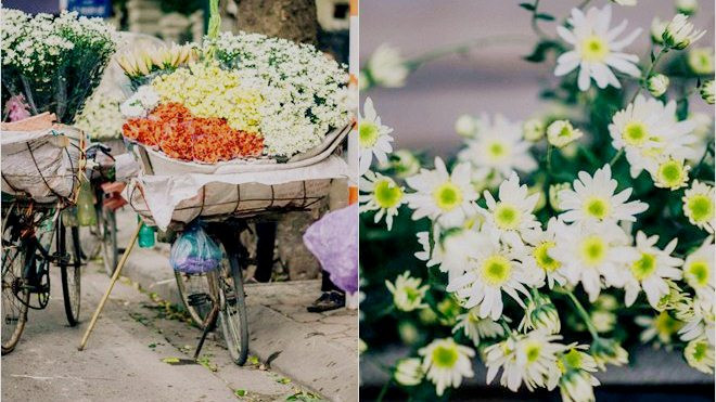Cúc hoạ mi - những 'Thiên sứ' chở mùa đông về Hà Nội Ảnh 2