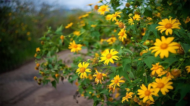 Tháng 12, lên Đà Lạt ngắm hoa dã quỳ Ảnh 2