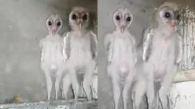 Thoạt nhìn không khác người ngoài hành tinh, nhưng bạn sẽ sốc khi biết đây là con vật gì Ảnh 2