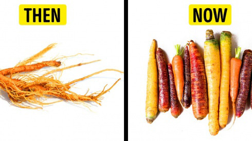 'Tổ tiên' những loại rau quả chúng ta hay ăn ngày nay có hình dạng như thế nào? Ảnh 2