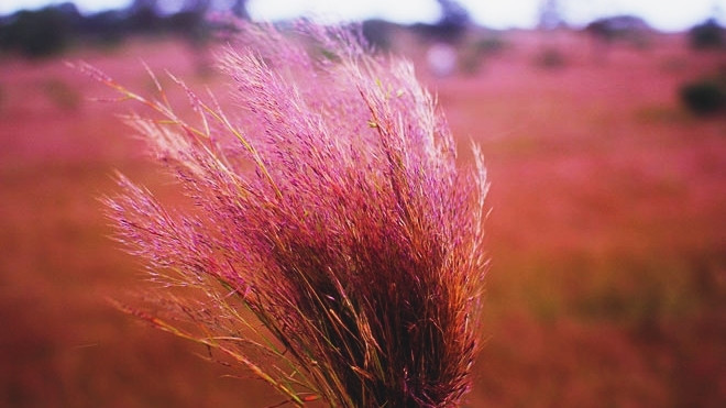 Có một nơi cỏ còn hồng hơn cả Đà Lạt Ảnh 2