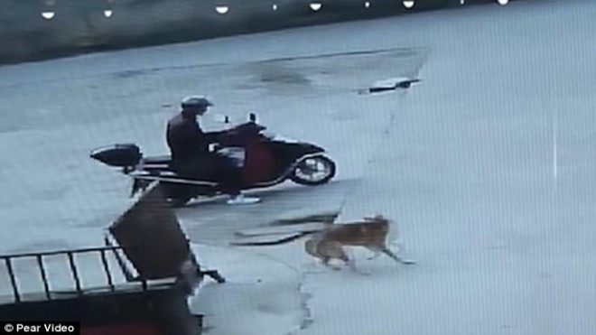 Màn trộm chó quá nhanh quá nguy hiểm của 'cẩu tặc' Trung Quốc Ảnh 2