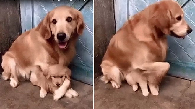 Clip chó mẹ không cho người chủ đụng vào chó con vì một lý do rất cảm động! Ảnh 2