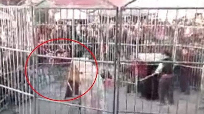 Đang biểu diễn xiếc, hổ xổng chuồng cắn hai khán giả nhí bị thương Ảnh 2