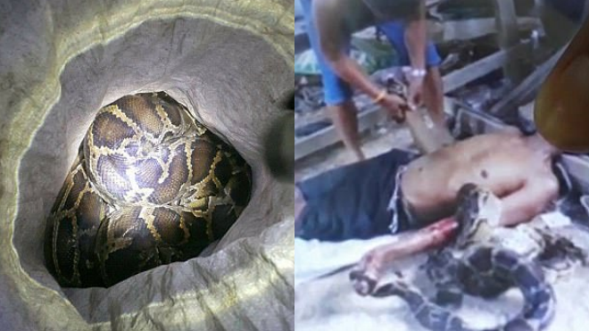 Bắt trăn về nuôi nhưng bỏ đói, người đàn ông bị siết cổ đến chết Ảnh 2