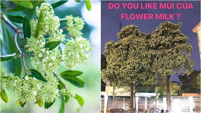 'Từ hôm nay, hãy gọi tôi là người căm thù hoa sữa' Ảnh 2