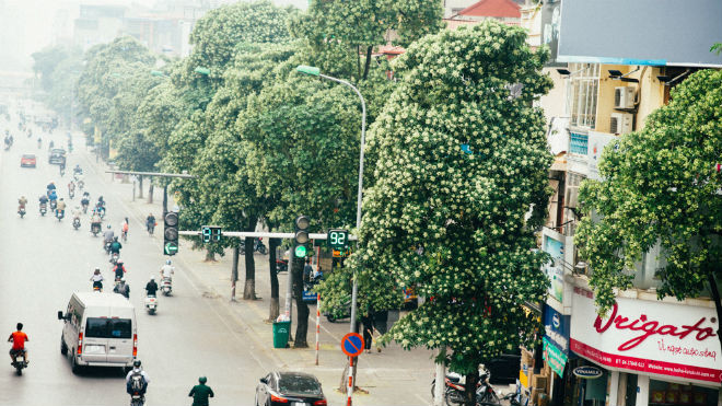 Nếu không muốn mùi hắc ám ảnh cả ngày, hội những người căm thù hoa sữa chớ dại đi qua các con đường này Ảnh 2