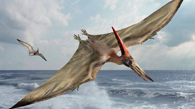 Tìm thấy 215 hoá thạch trứng thằn lằn bay còn nguyên vẹn Ảnh 2