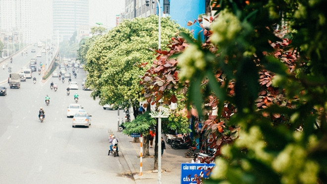 Thay vì căm thù hoa sữa, hãy trân trọng nó vì những ngày này, hương hoa ấy đang là mùi dễ chịu nhất ở Hà Nội Ảnh 2