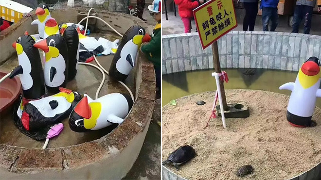 'Treo đầu dê, bán thịt chó': Sở thú lấy hơn 300 nghìn để khách vào xem… chim cánh cụt bơm hơi Ảnh 2