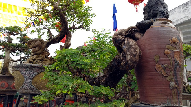 Cận cảnh hàng trăm cây kỳ dị, giá gần tỷ đồng trước Tết 2018 Ảnh 2