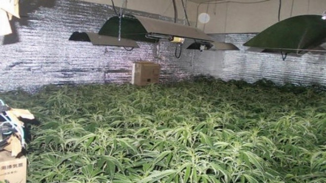 Bắt 4 thanh niên VN trồng cần sa lớn nhất tỉnh ở Nhật Bản Ảnh 2