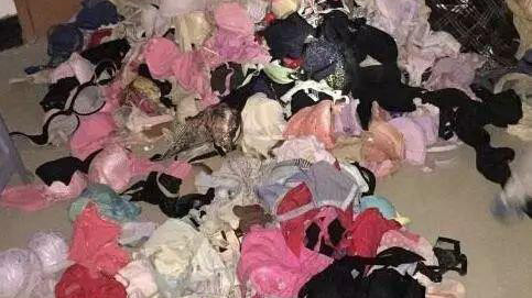 Ăn trộm hơn 2.000 chiếc quần áo lót phụ nữ rồi đem giấu trên trần nhà Ảnh 2