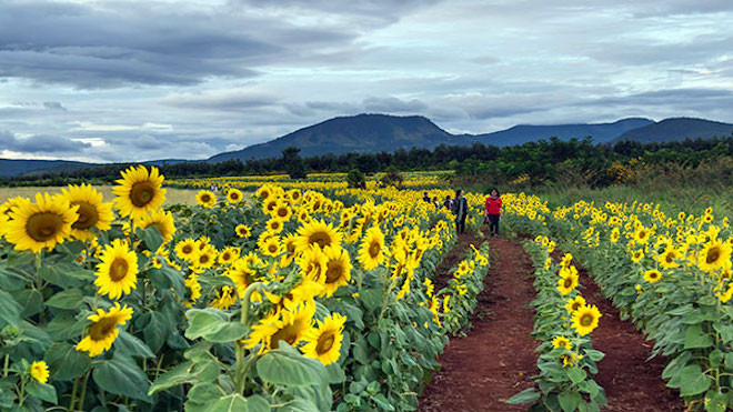 Đà Lạt tháng 12 rực rỡ trong màu sắc của 5 cánh đồng hoa khiến ai cũng ngất ngây Ảnh 2