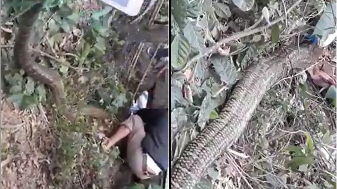 Xôn xao clip người dân dùng kích điện vây bắt 'đại mãng xà' Ảnh 2