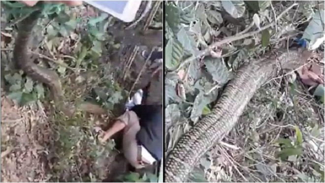 Truy tìm danh tính những người bắt được 'rắn khủng' xổng chuồng từ nhà dân Ảnh 2