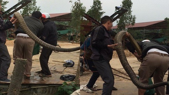 Vụ bắt 'rắn khủng' dài hơn 4m: 'Ở khu vực này không thể nào có con rắn to đến vậy' Ảnh 2