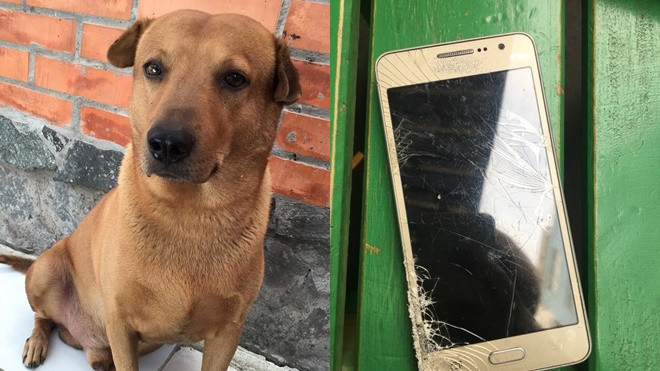 'Siêu boss' vừa cắn vừa rượt đuổi tên cướp khiến hắn hốt hoảng bỏ của chạy lấy người Ảnh 2