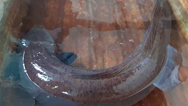 Người dân góp tiền mua cá chình 'khủng' phóng sinh Ảnh 2