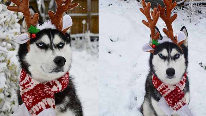 Chụp ảnh Giáng sinh vui như này mà chú chó husky cứ làm mặt 'hờn cả thế giới' mãi thôi! Ảnh 2