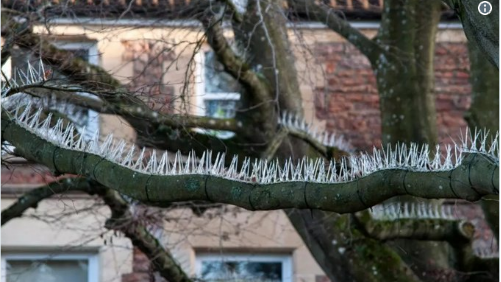 Cắm đinh trên cây để ôtô đắt tiền không bị dính phân chim, dân nhà giàu bị 'ném đá' tơi tả Ảnh 2