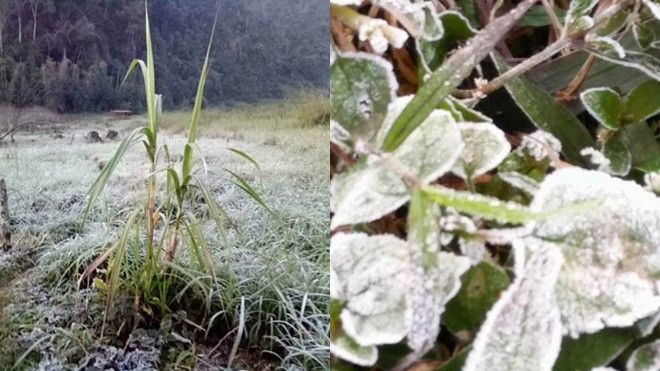 Xuất hiện băng giá trên núi cao, trâu bò bắt đầu chết vì lạnh Ảnh 2