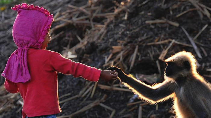 'Cậu bé rừng xanh' ngoài đời thực: Mới hai tuổi đã thân thiết với đàn khỉ như anh em một nhà Ảnh 2