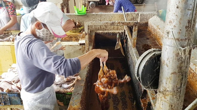 Rùng mình chứng kiến hàng loạt lò mổ dùng dung dịch 'lạ' làm sạch lông vịt Ảnh 2